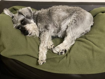 My Pup's In a Panic: 3 Ways to Ease the Transition Back to the Office